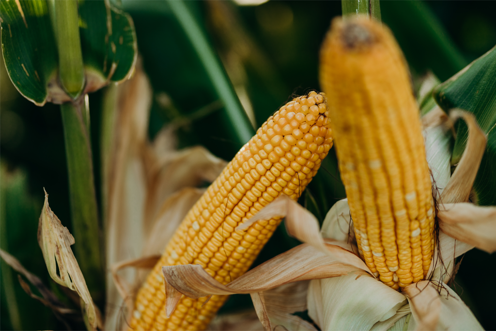 two ears of corn in a corn field