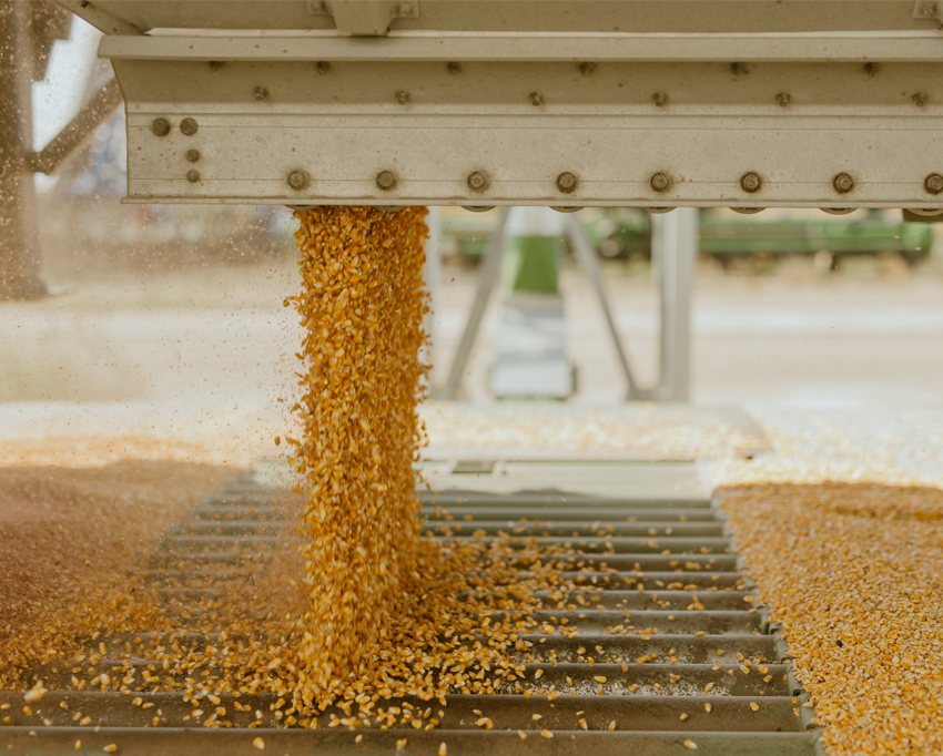 Grain image of corn