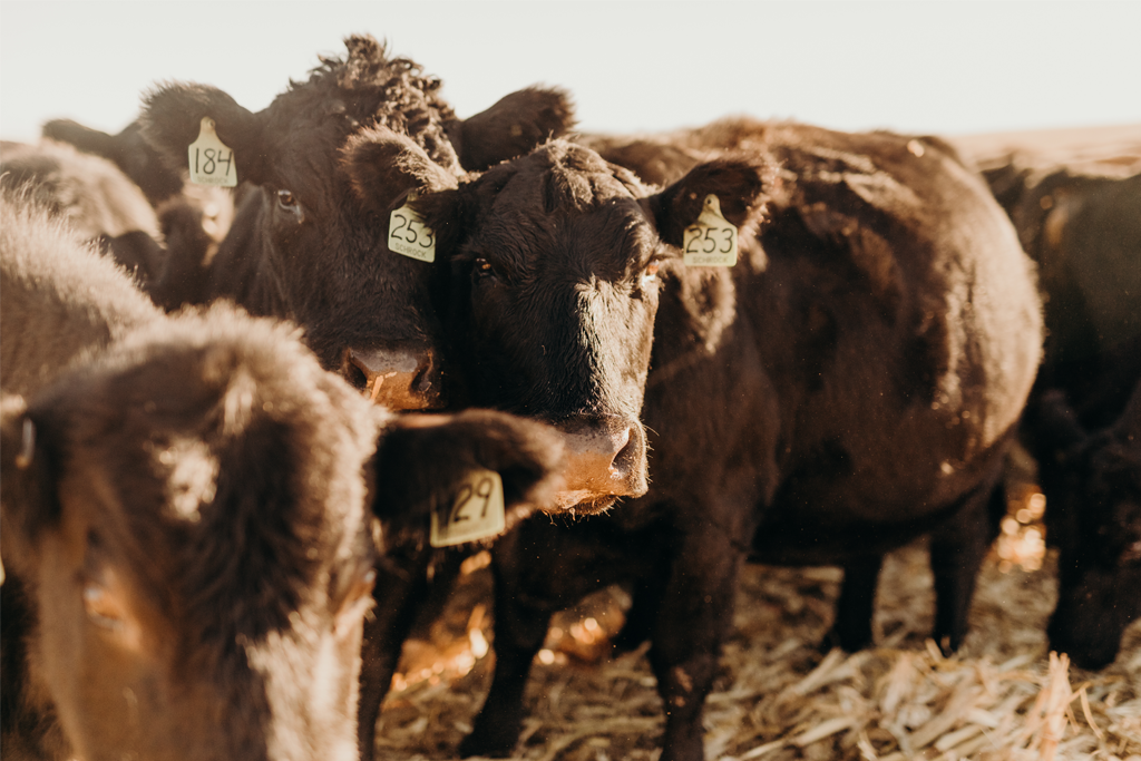 Black cows standing in a harvested cornfield