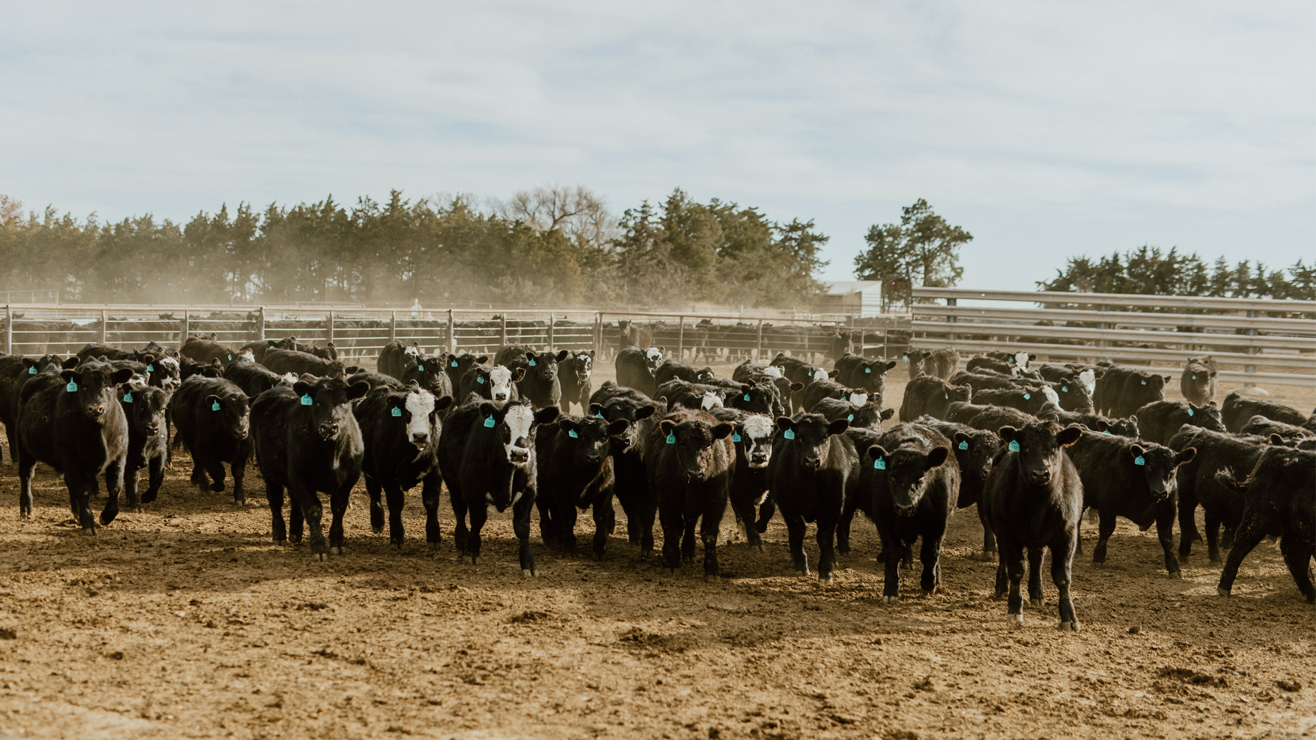 Cows standing in tilled corn crop