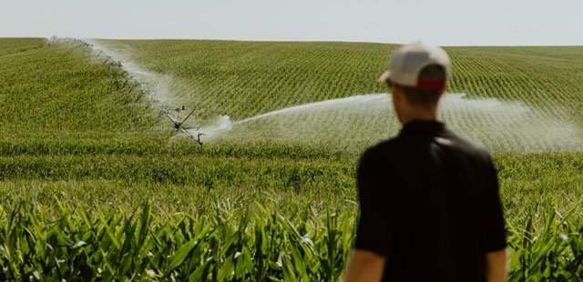 Farmer watching irrigation in corn field