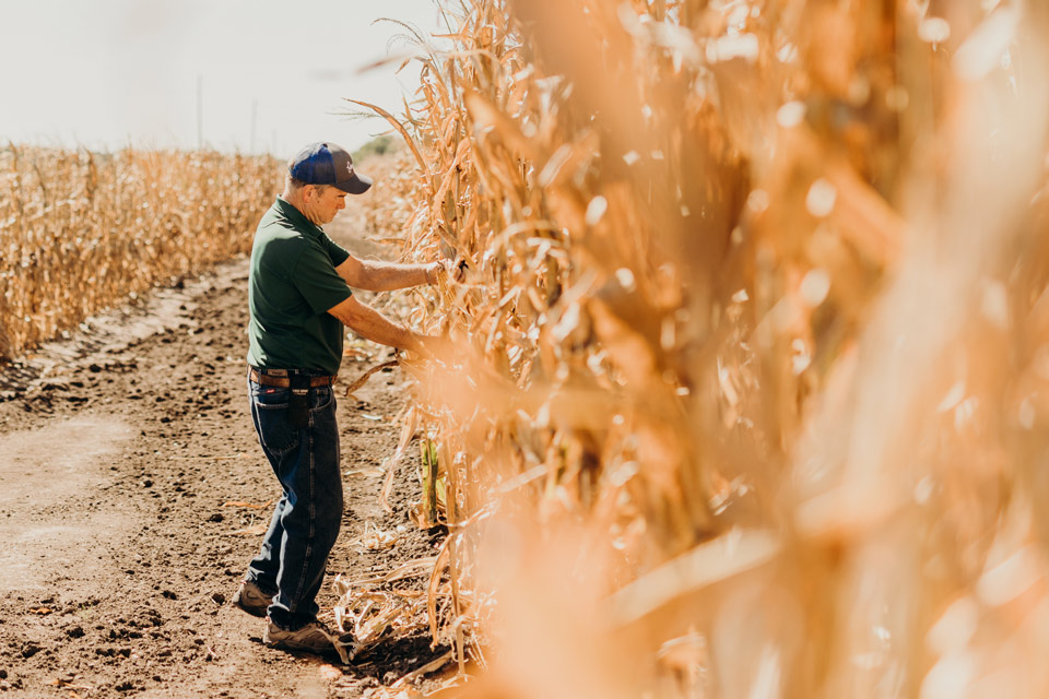 NECORNSeptember-27-960×640 NE Corn farmer in the field before harvest