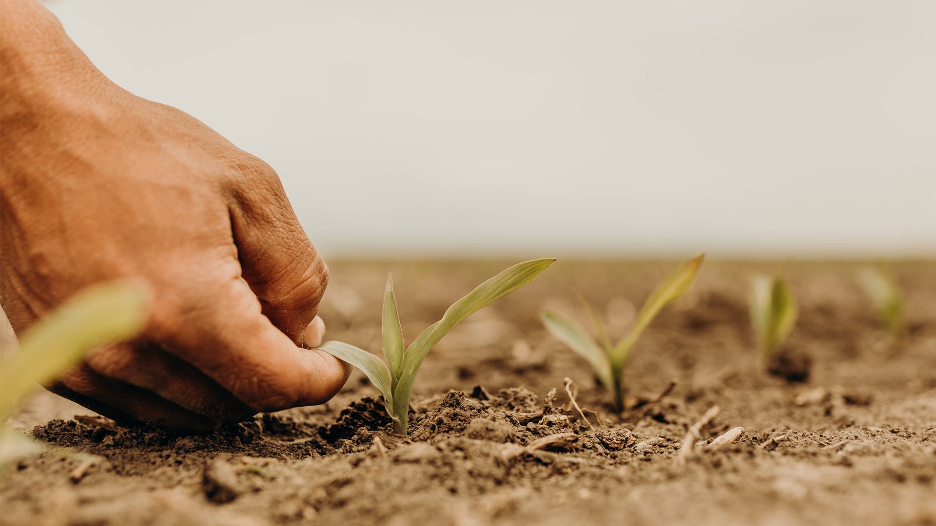 Farmer checking on seedlings