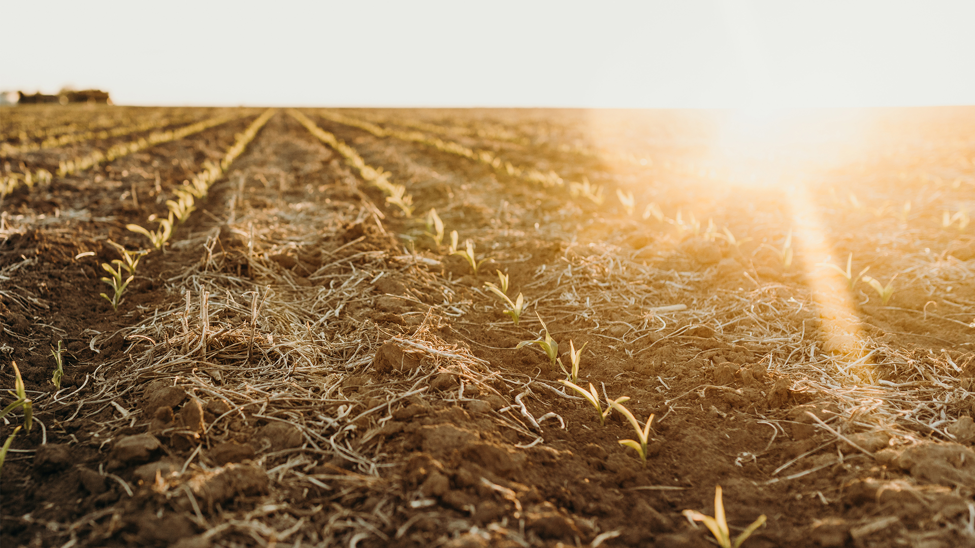 Rows of corn starting to sprout