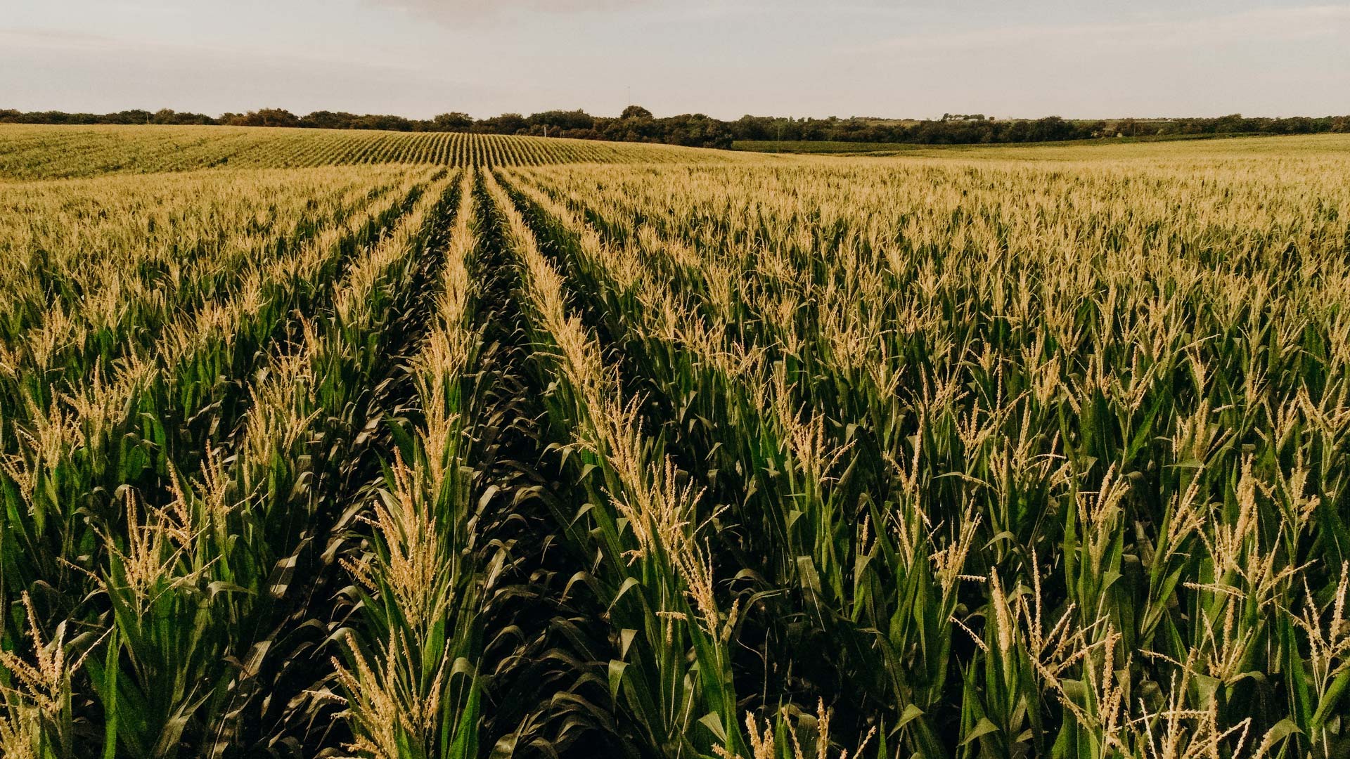 Rows of corn