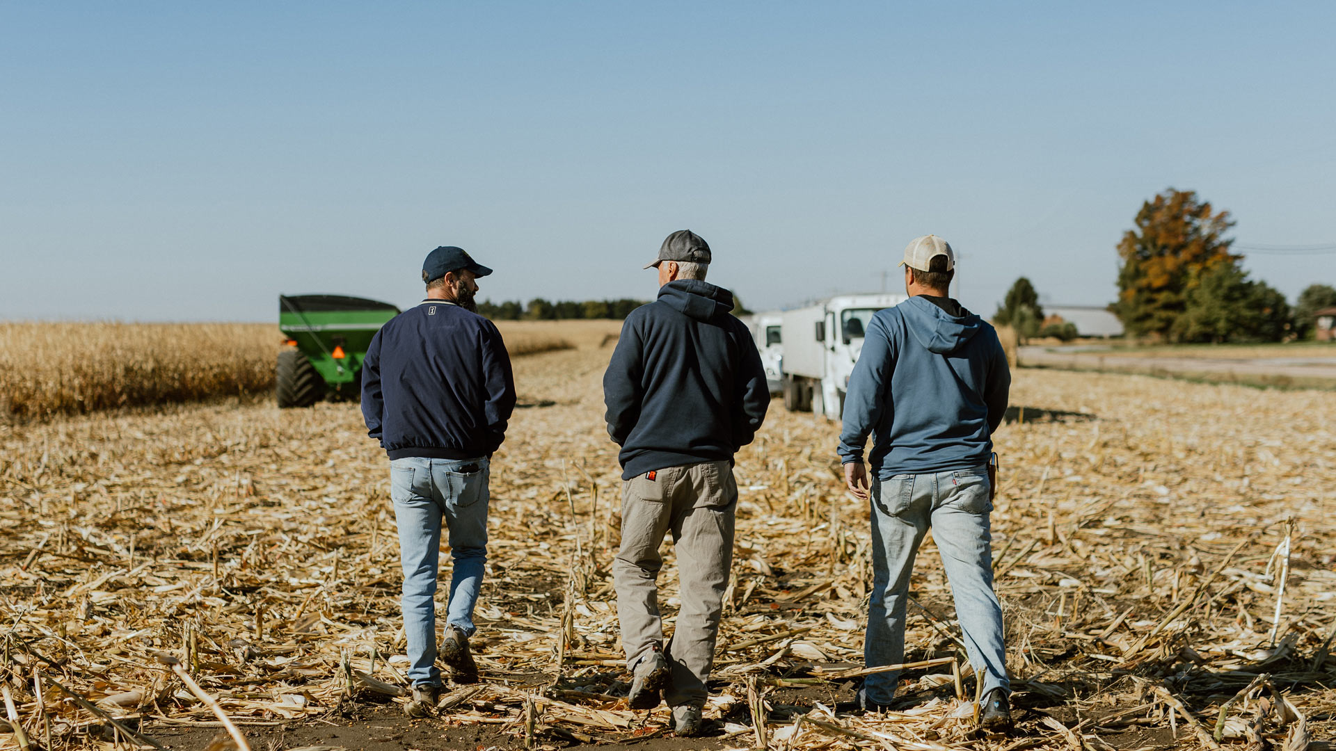Three farmers walking in corn flat corn field