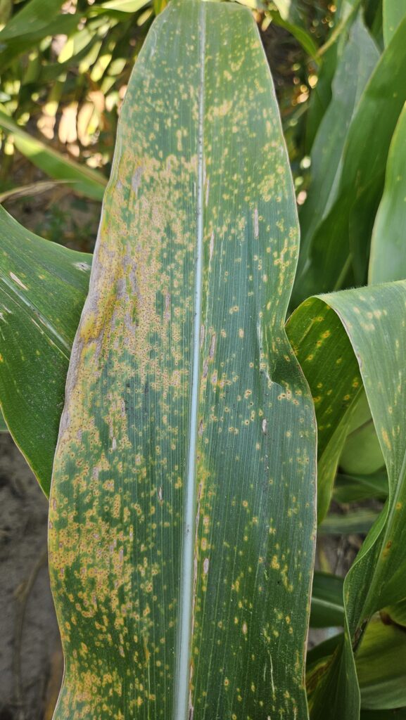 Corn leaf showing south rust