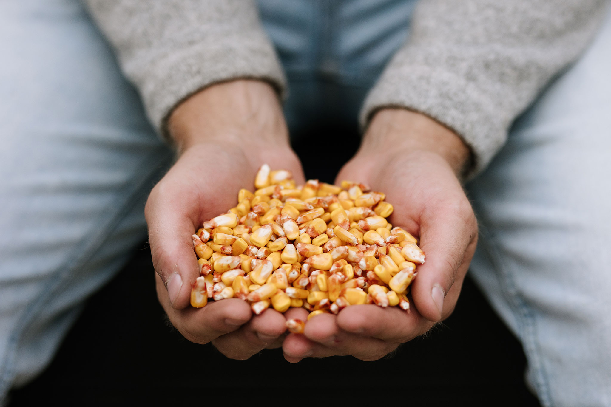 Hands holding corn kernels