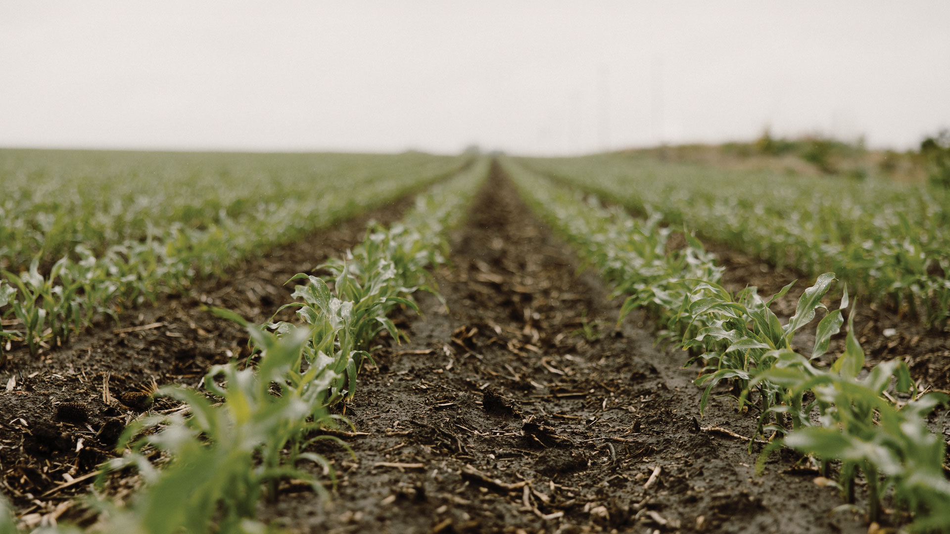 Corn growing in Nebraska