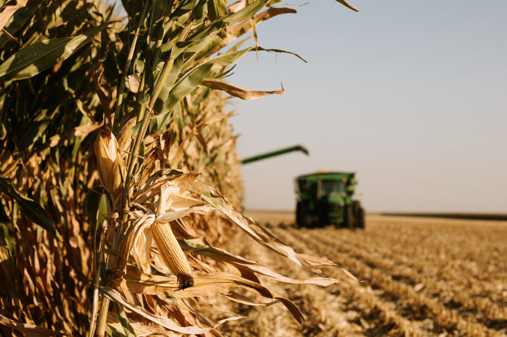 Closeup of corn stalk in a field before getting harvested