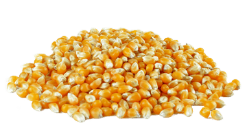 Popcorn kernels
