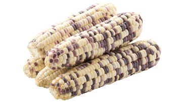 Waxy corn