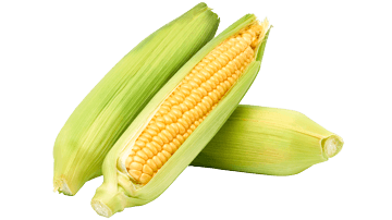 Ears of sweet corn