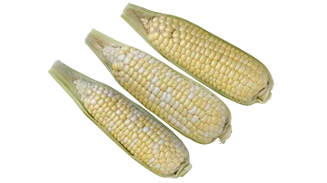 Waxy corn