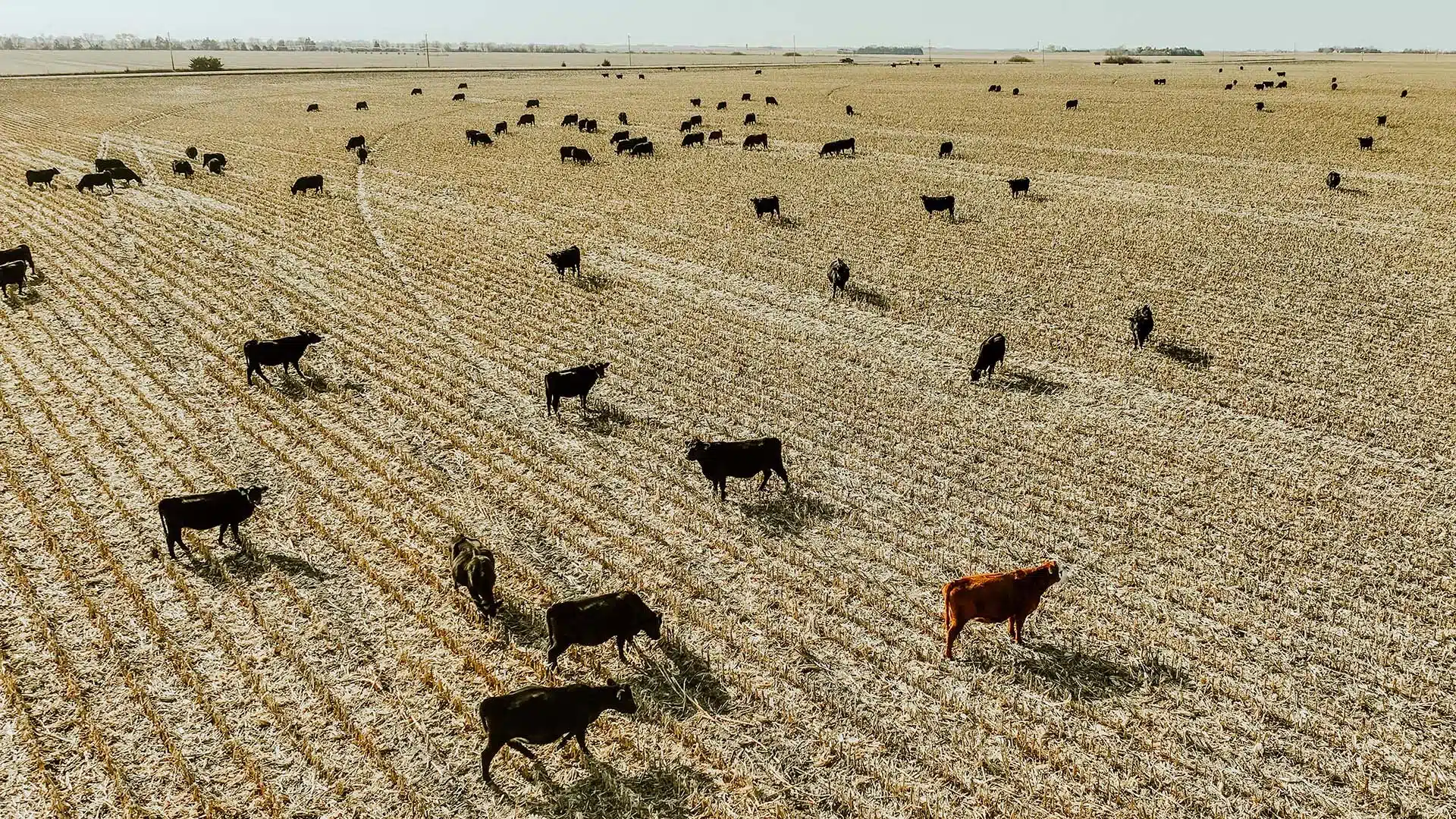 Cattle grazing on corn